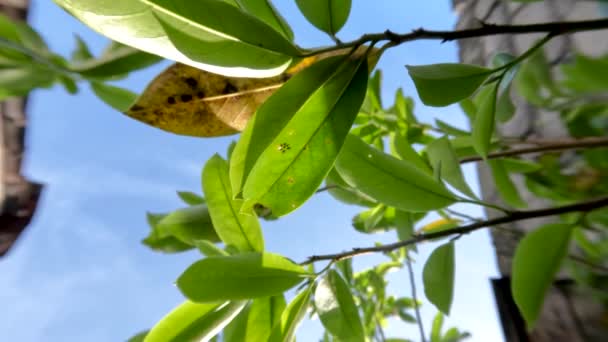Junge Blätter Der Sauerampferpflanze Hängen Kleinen Braunen Holzzweigen Einem Sonnigen — Stockvideo