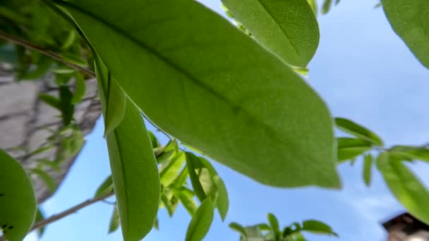 Νεαρά Φύλλα Φυτού Soursop Κρεμασμένα Μικρά Καφέ Ξύλινα Κλαδιά Ένα — Αρχείο Βίντεο