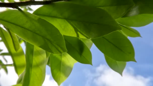 Junge Blätter Der Sauerampferpflanze Hängen Kleinen Braunen Holzzweigen Einem Sonnigen — Stockvideo