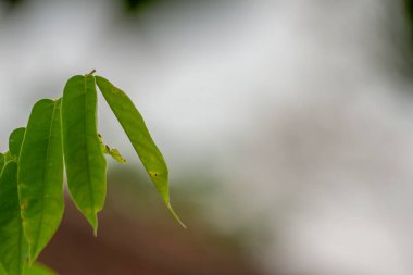 Bilibi bitkisinin yaprakları ince yeşildir, tropikal bir meyve bitkisidir, baharat pişirmek için.