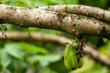 Bilimbi meyvesi kahverengi ahşap bir dala asılı, yeşil yapraklı arka plan, baharat ve yemek pişirmek için