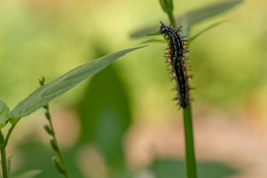 Dikenli Tırtıl adında bir tırtıl. Siyah ve çarpıcı kırmızı dairelerin bir kombinasyonuna sahip. Çin menekşe bitkilerini arıyor.