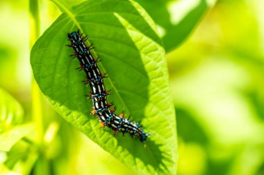Dikenli Tırtıl adında bir tırtıl. Siyah ve çarpıcı kırmızı dairelerin bir kombinasyonuna sahip. Çin menekşe bitkilerini arıyor.