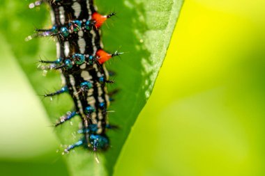 Dikenli Tırtıl adında bir tırtıl. Siyah ve çarpıcı kırmızı dairelerin bir kombinasyonuna sahip. Çin menekşe bitkilerini arıyor.