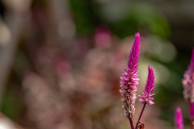 Açık mor ve beyaz renklerin kombinasyonu olan çeltik ya da horoz tarağı çiçekleri, bulanık yeşil yeşillik arkaplan