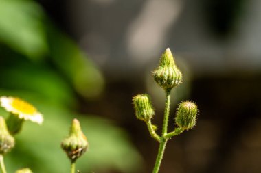 Perennial deve dikeni adı verilen yabani bir çiçek tomurcukları yeşildir. Tomurcukları sarı renge döner ve sonunda bembeyaz olur. Genellikle sebzeler ve taze sebzeler ve bitkisel ilaçlar için pişirilir.
