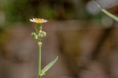 Perennial deve dikeni adı verilen yabani bir çiçek tomurcukları yeşildir. Tomurcukları sarı renge döner ve sonunda bembeyaz olur. Genellikle sebzeler ve taze sebzeler ve bitkisel ilaçlar için pişirilir.