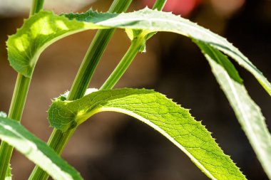 Perennial deve dikeni adı verilen yabani otların yaprakları sert bir yüzeye sahiptir ve yeşildirler. Genellikle sebze, sebze ve bitkisel ilaçlar için pişirilirler.