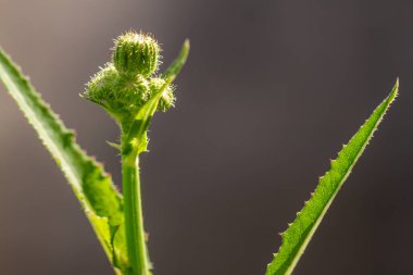 Perennial deve dikeni adı verilen yabani bir çiçek tomurcukları yeşildir. Tomurcukları sarı renge döner ve sonunda bembeyaz olur. Genellikle sebzeler ve taze sebzeler ve bitkisel ilaçlar için pişirilir.