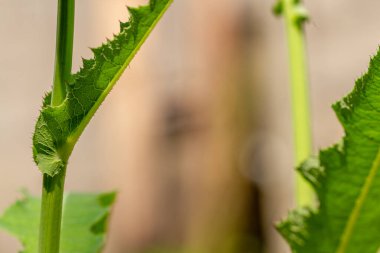Perennial deve dikeni adı verilen yabani otların yaprakları sert bir yüzeye sahiptir ve yeşildirler. Genellikle sebze, sebze ve bitkisel ilaçlar için pişirilirler.