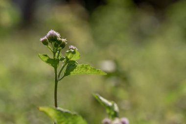 Tropikal beyaz yosun adı verilen yabani otların beyaz fibröz çiçekleri ve yeşil yaprakları vardır.