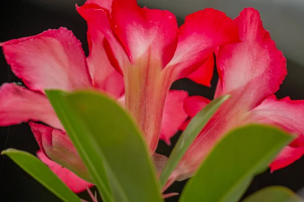 Uma Flor Adênio Vermelho Fundo Escuro Folhas Caules Verdes Planta — Fotografia de Stock