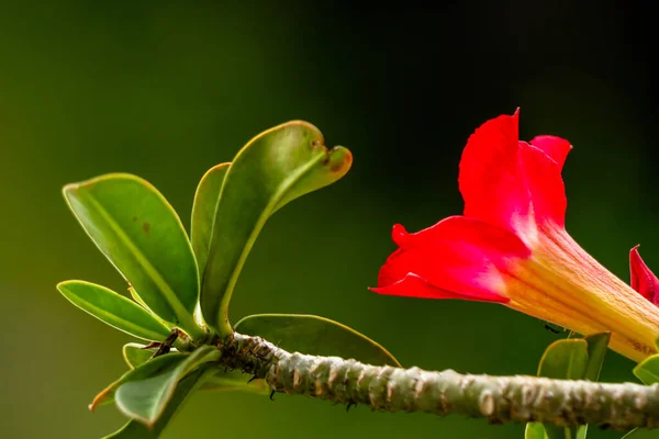 Uma Flor Adênio Vermelho Desfocado Fundo Folhagem Verde Folhas Caules — Fotografia de Stock