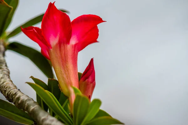 Una Flor Adenio Rojo Fondo Blanco Hojas Tallos Verdes Planta —  Fotos de Stock