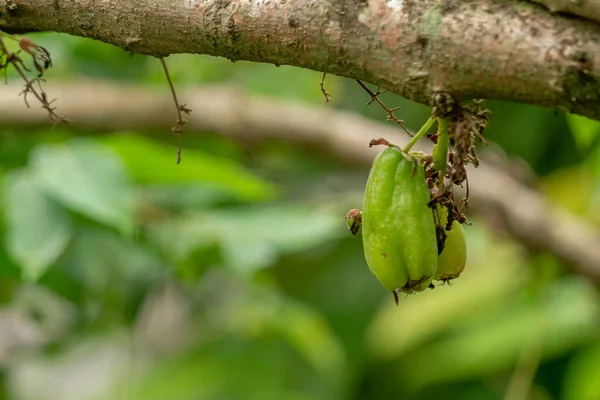 Φρούτα Bilimbi Κρέμονται Ένα Καφέ Ξύλινο Κλαδί Θολή Πράσινο Φόντο — Φωτογραφία Αρχείου