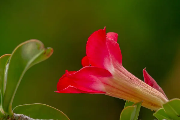 Eine Rote Adeniumblume Unscharfer Grüner Laubhintergrund Grüne Blätter Und Stängel — Stockfoto
