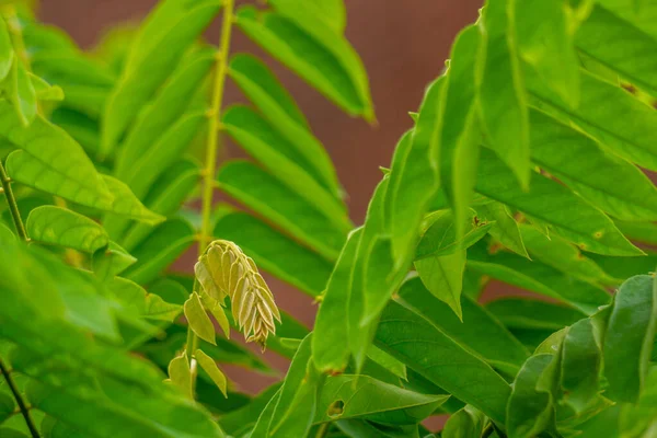 Die Blätter Der Bilimbi Pflanze Sind Dünngrün Eine Tropische Fruchtpflanze — Stockfoto