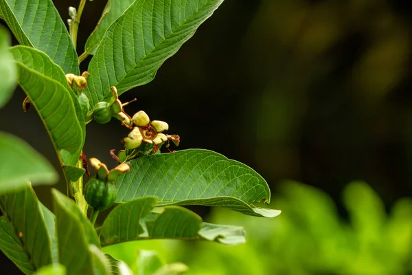 Prospective fruit of guava plant hanging on small wooden twigs, brown, stiff green leaves, tropical fruit plant