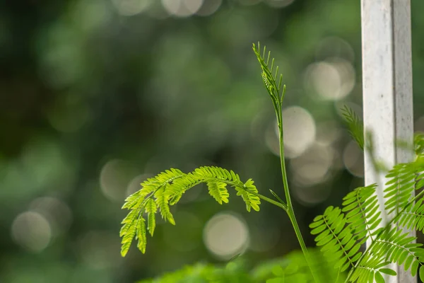 Растительные Побеги Реке Тамаринд Зеленые Маленькие Листья Свежие Зеленые Рост — стоковое фото