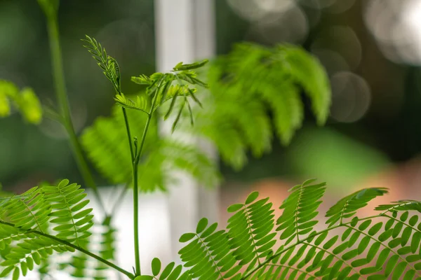Растительные Побеги Реке Тамаринд Зеленые Маленькие Листья Свежие Зеленые Рост — стоковое фото