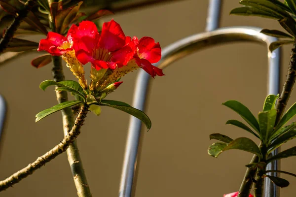 Una Flor Adenio Rojo Cuyos Pétalos Están Llenos Alimañas Hojas —  Fotos de Stock