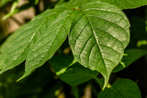 The petiole of the african tuliptree plant, which is brownish green in color, is still young and growing, plant growth