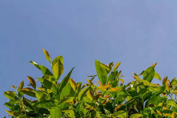 Βλαστοί Των Κλαδιών Του Φυτού Bayleaf Είναι Πρασινωπά Μικρά Και — Φωτογραφία Αρχείου