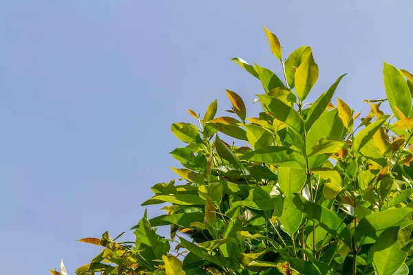 자작나무가지의 녹갈색이며 어리고 자라고 요리와 조미료가 — 스톡 사진