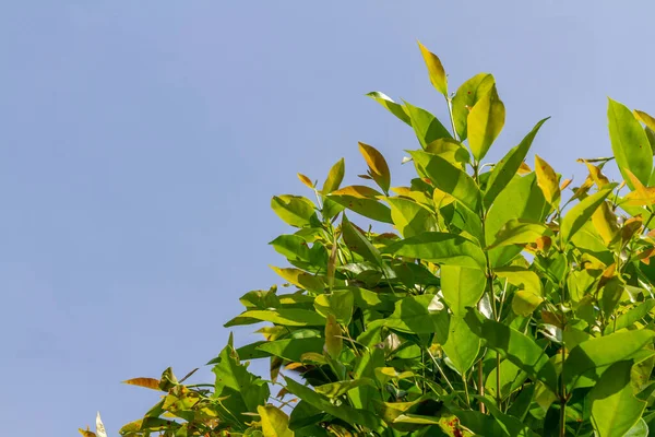 Les Pousses Des Branches Feuilles Laurier Sont Vert Brunâtre Encore — Photo