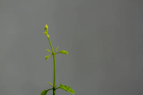 Grün Wachsende Blutendes Herz Glorybower Pflanzenzweig Hintergrund Verschwimmt — Stockfoto