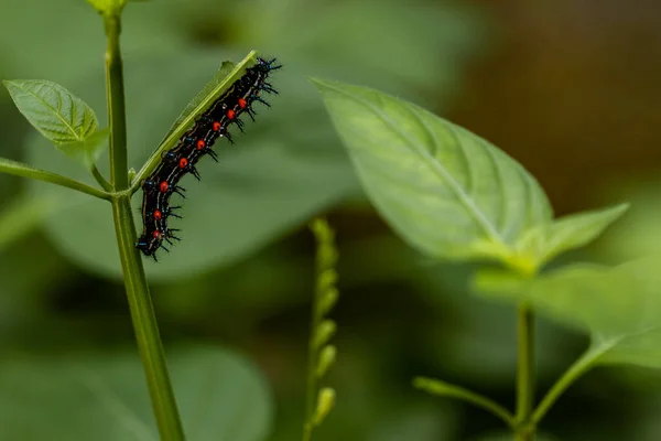 Chenille Nommée Chenille Épine Qui Une Combinaison Couleurs Cercles Noirs — Photo