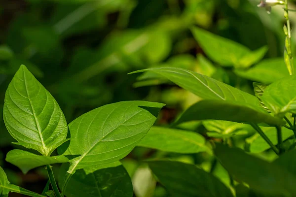 Herbe Verte Appelée Violette Chinoise Feuilles Tiges Sont Vertes Thème — Photo