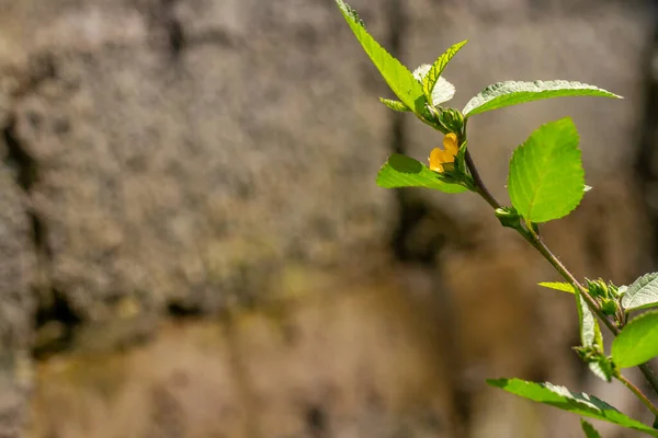 Hierba Verde Llamada Hierba Común Tiene Pequeñas Flores Amarillas Hojas —  Fotos de Stock