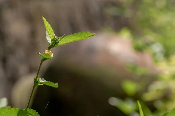 Πράσινο Γρασίδι Που Ονομάζεται Κοινό Ζιζάνιο Έχει Μικρά Κίτρινα Λουλούδια — Φωτογραφία Αρχείου