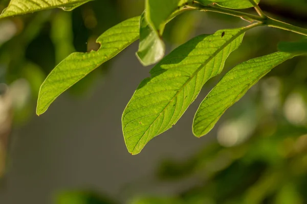 Zelené Listy Kvajávy Mírně Hrubý Povrch Dobře Viditelnou Listovou Kostrou — Stock fotografie