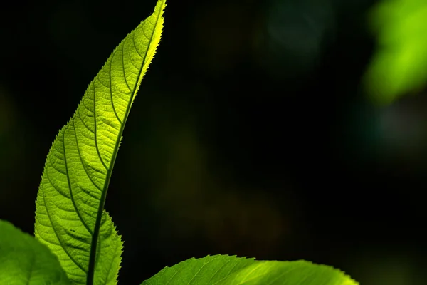 Die Triebe Der Haarigen Feigenpflanze Mit Grünen Blättern Leicht Rauer — Stockfoto