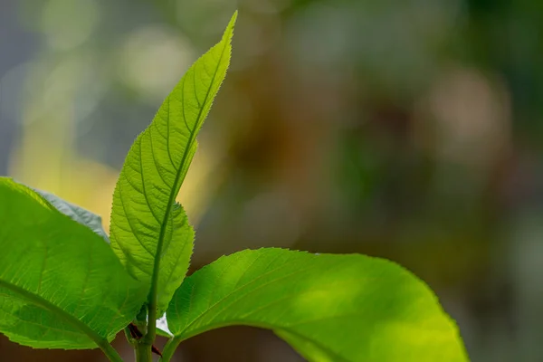 Die Triebe Der Haarigen Feigenpflanze Mit Grünen Blättern Leicht Rauer — Stockfoto