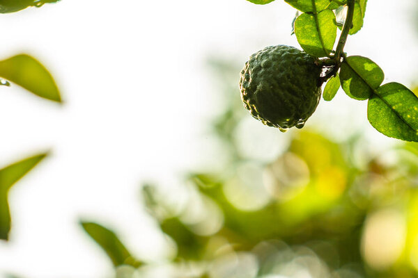 Плоды извести Кафр, имеющие зеленую морщинистую кожу, используются для ароматизации пищи