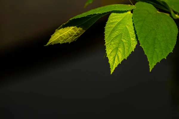 The tip of the cherry tree branch is green, the leaf surface is rough, for a nature-themed background