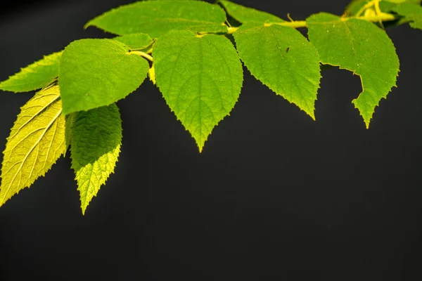 The tip of the cherry tree branch is green, the leaf surface is rough, for a nature-themed background