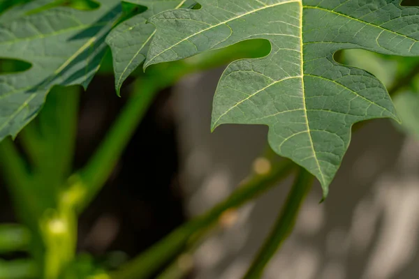 Φύλλα Του Φυτού Παπάγια Φρούτα Είναι Πράσινα Μπορεί Χρησιμοποιηθεί Για — Φωτογραφία Αρχείου
