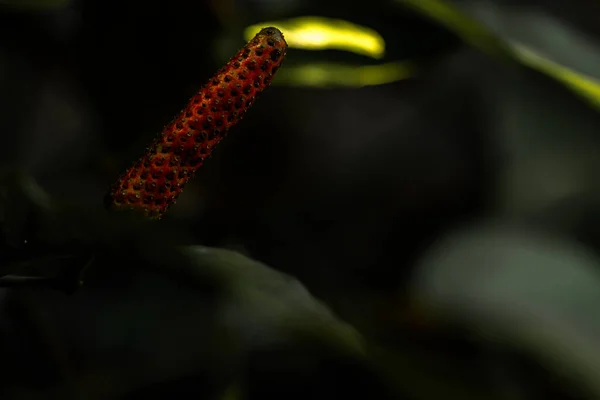 Fruto Planta Piper Retrofractum Pimentão Javanês Pimentão Balinês Avermelhado Quando — Fotografia de Stock