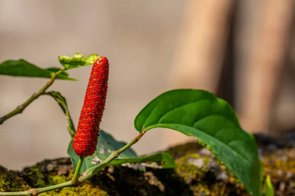 Καρπός Του Φυτού Piper Retrofractum Τσίλι Ιάβας Τσίλι Μπαλί Κοκκινωπό — Φωτογραφία Αρχείου