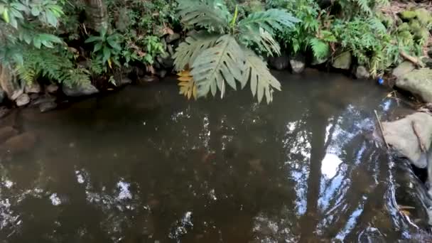 山間部を流れる小さな川で 田の灌漑や米の増産などに利用されている — ストック動画