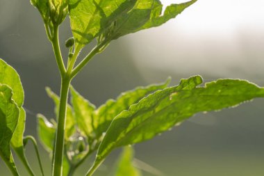 Cayenne biber bitkileri, yeşilimsi beyaz meyveli yeşil yapraklar, aromalı yemekler için kullanılır.