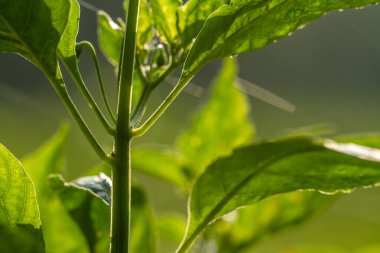 Cayenne biber bitkileri, yeşilimsi beyaz meyveli yeşil yapraklar, aromalı yemekler için kullanılır.