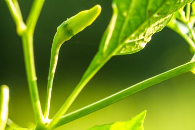 Cayenne biber bitkileri, yeşilimsi beyaz meyveli yeşil yapraklar, aromalı yemekler için kullanılır.