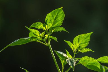 Cayenne biber bitkileri, yeşilimsi beyaz meyveli yeşil yapraklar, aromalı yemekler için kullanılır.