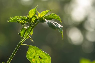 Cayenne biber bitkileri, yeşilimsi beyaz meyveli yeşil yapraklar, aromalı yemekler için kullanılır.