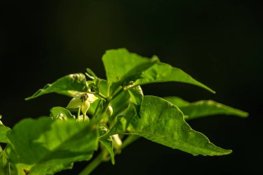 Cayenne biber bitkileri, yeşilimsi beyaz meyveli yeşil yapraklar, aromalı yemekler için kullanılır.